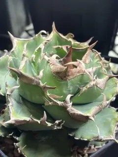 2026年最新】Cj アガベの人気アイテム - メルカリ