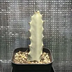 2026年最新】ユーフォルビア ホワイトゴーストの人気アイテム - メルカリ