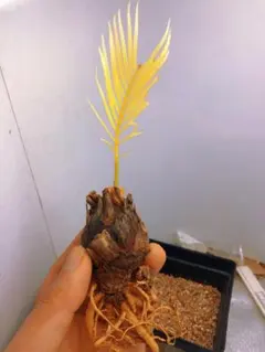 2026年最新】ソテツの人気アイテム - メルカリ