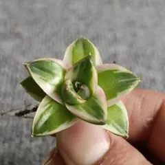 2026年最新】アガベピンキーの人気アイテム - メルカリ