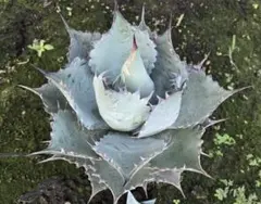 2026年最新】アガベ パラサナ ハイブリッドの人気アイテム - メルカリ