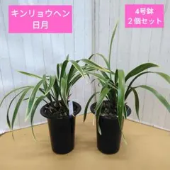 2026年最新】キンリョウヘン 花の人気アイテム - メルカリ