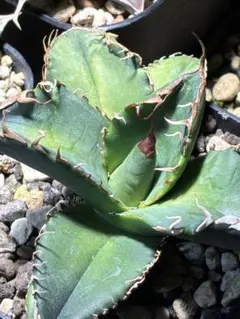 2026年最新】アガベ悪魔くんの人気アイテム - メルカリ