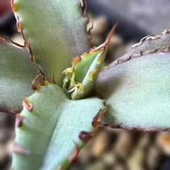 2026年最新】オアハカ オテロイの人気アイテム - メルカリ