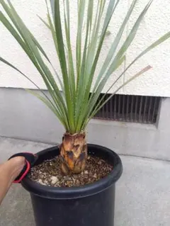 2026年最新】グラウコフィラムの人気アイテム - メルカリ