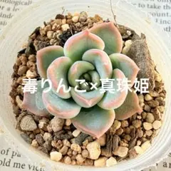 2026年最新】COZ苗の人気アイテム - メルカリ