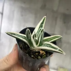 2026年最新】アガベ 笹の雪 氷山の人気アイテム - メルカリ