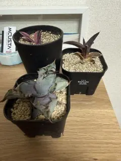 2026年最新】アガベ 子株 セットの人気アイテム - メルカリ