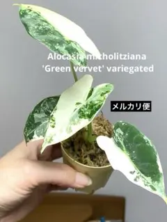 2026年最新】レア種アロカシアの人気アイテム - メルカリ