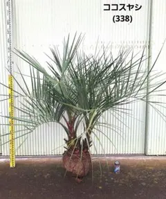 2026年最新】ココスヤシ シルバーの人気アイテム - メルカリ