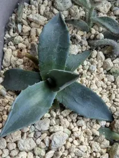 2026年最新】アガベ モンタナの人気アイテム - メルカリ