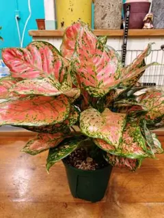 2026年最新】アグラオネマ ピンクの人気アイテム - メルカリ