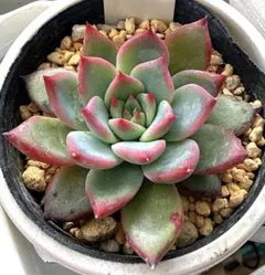 2026年最新】サボテン相談室 コロラータの人気アイテム - メルカリ