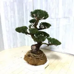 2026年最新】八房五葉松の人気アイテム - メルカリ