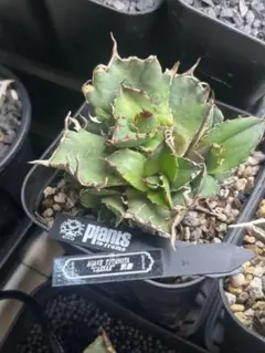 2026年最新】アガベ シーザー 子株の人気アイテム - メルカリ