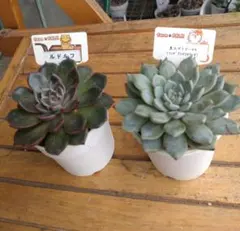 2026年最新】ファームパルクの人気アイテム - メルカリ