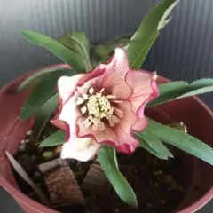 2026年最新】クリスマスローズプチドールの人気アイテム - メルカリ