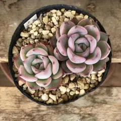 2026年最新】ブルーベリームーン 多肉の人気アイテム - メルカリ