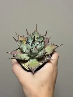 2026年最新】屈原の舞扇 甲蟹の人気アイテム - メルカリ