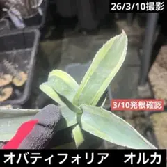 2026年最新】オルカ アガベの人気アイテム - メルカリ