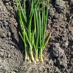 2026年最新】淡路島玉ねぎ苗の人気アイテム - メルカリ