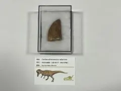 2026年最新】カルカロドントサウルス 歯の人気アイテム - メルカリ