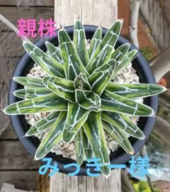 2026年最新】アガベ 笹の雪 黄中斑の人気アイテム - メルカリ