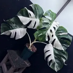 2026年最新】斑入りモンステラ ハーフムーンの人気アイテム - メルカリ