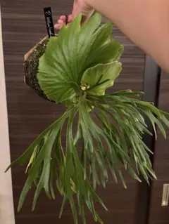 2026年最新】Kitshakood thinの人気アイテム - メルカリ