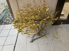 2026年最新】やどりぎ 植物の人気アイテム - メルカリ