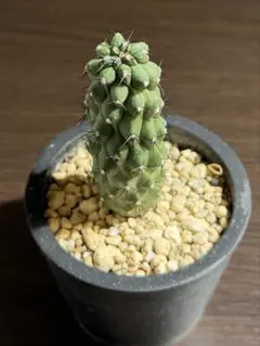 2026年最新】黒王丸 実生の人気アイテム - メルカリ