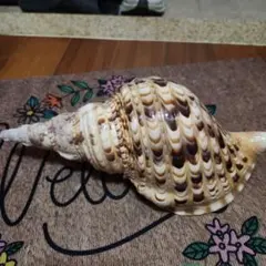 2026年最新】法螺貝の人気アイテム - メルカリ