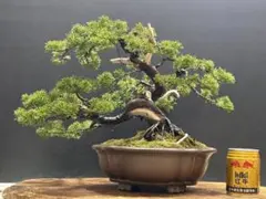 2026年最新】真柏の人気アイテム - メルカリ