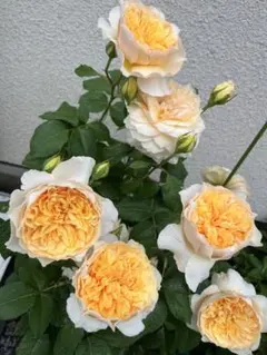 2026年最新】切花品種 バラ 苗の人気アイテム - メルカリ