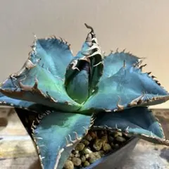 2026年最新】チタノタ 悪魔くんの人気アイテム - メルカリ