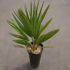 2026年最新】チャメロプスの人気アイテム - メルカリ