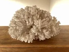 2026年最新】白珊瑚置物の人気アイテム - メルカリ