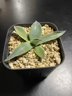 2026年最新】アガベオルカの人気アイテム - メルカリ