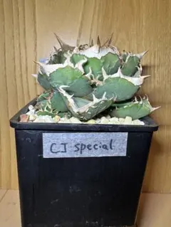 2026年最新】Cj アガベの人気アイテム - メルカリ