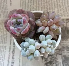 2026年最新】多肉植物カット苗 多肉弁当の人気アイテム - メルカリ