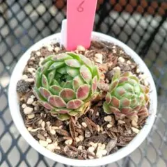 2026年最新】センペルビウムの人気アイテム - メルカリ