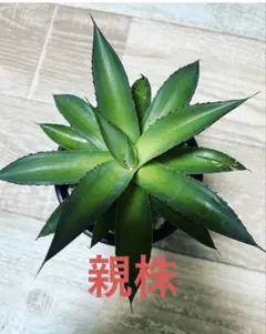 2026年最新】アガベ ブルーグローの人気アイテム - メルカリ