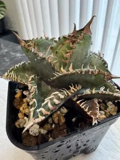 2026年最新】アガベ金剛の人気アイテム - メルカリ