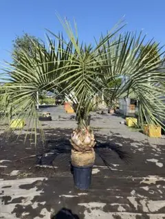 2026年最新】ココスヤシ シルバーの人気アイテム - メルカリ