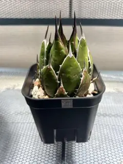 2026年最新】アガベ ホリダ 子株の人気アイテム - メルカリ