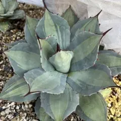 2026年最新】アガベパリーの人気アイテム - メルカリ