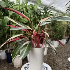 2026年最新】ストロマンテ トリオスターの人気アイテム - メルカリ