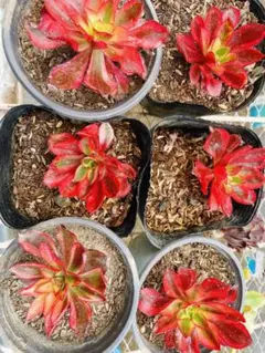 2026年最新】アエオニウム 魅影の人気アイテム - メルカリ