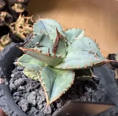 2026年最新】アガベ鰐亀の人気アイテム - メルカリ