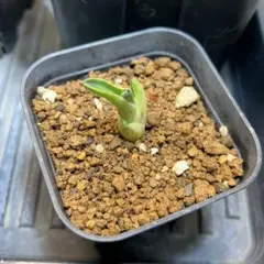 2026年最新】オバティフォリアキラーの人気アイテム - メルカリ